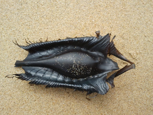 Have you ever found a „Mermaid's purse“ at the beach? – Hanna Michel –  Biologist, Guide, Lecturer